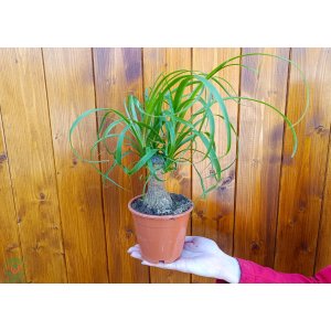 Slonia noha (Nolina - beaucarnea recurvata) - výška 20-30 cm, kont. C2L